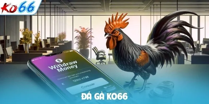 Đá gà KO66